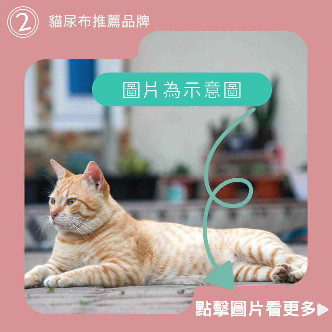 寵物紙尿褲 貓咪尿布 狗狗禮貌帶 泰迪生理褲 月經褲  安全褲 母貓母狗通用
