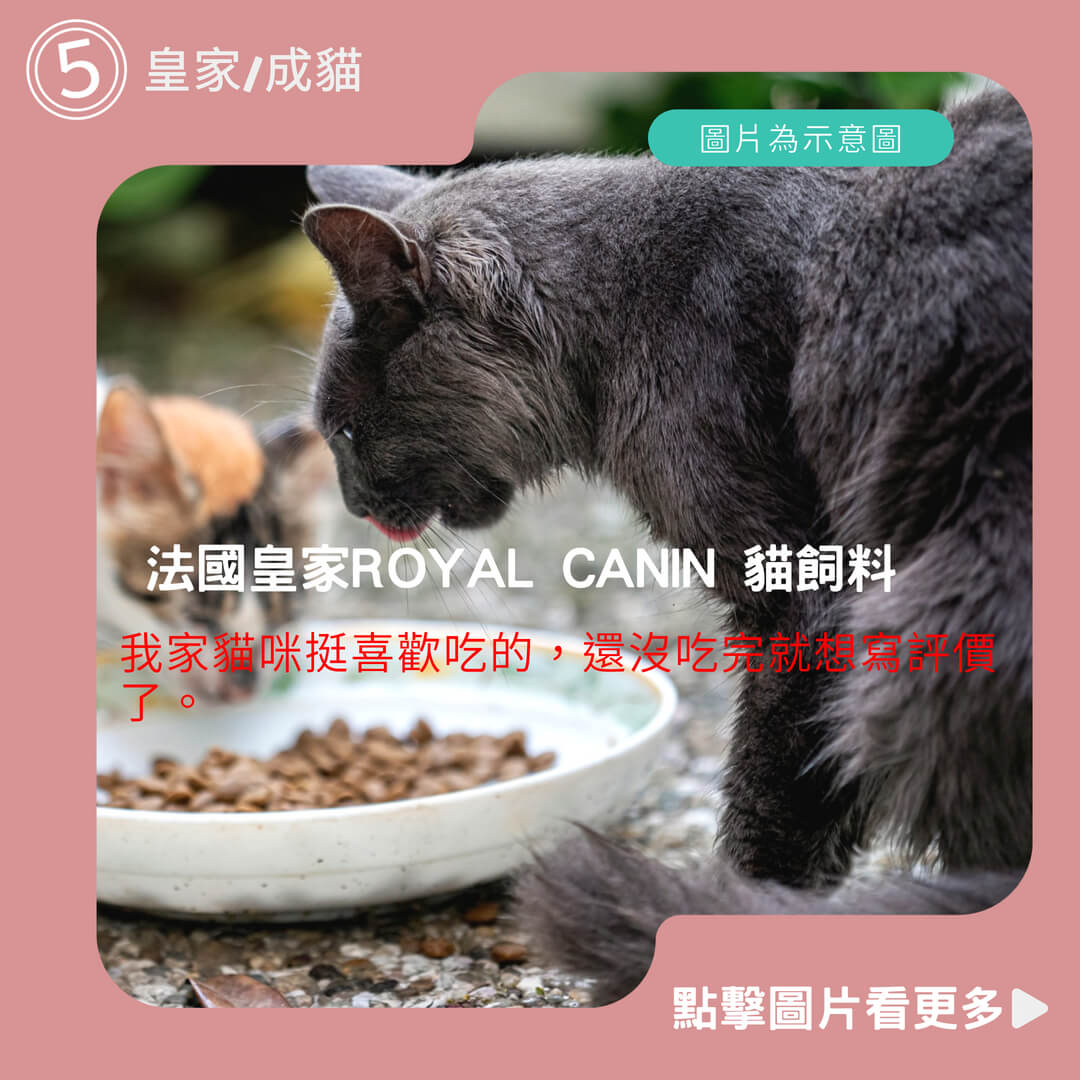 嘟比寵物 法國皇家ROYAL CANIN 貓飼料 皇家/成貓/幼貓/離乳貓/母貓