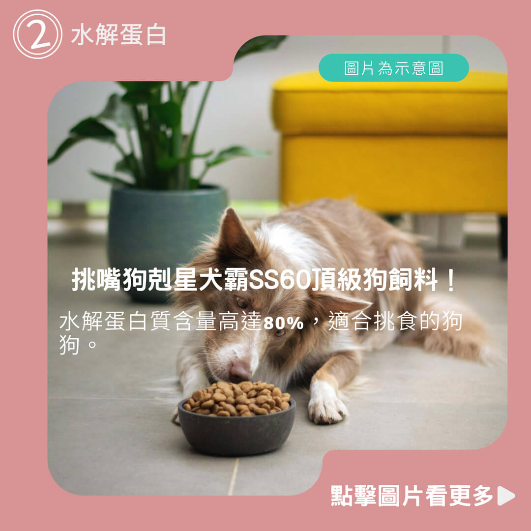 水解蛋白80%優質肉類蛋白含量!挑嘴狗剋星犬霸SS60頂級狗飼料!