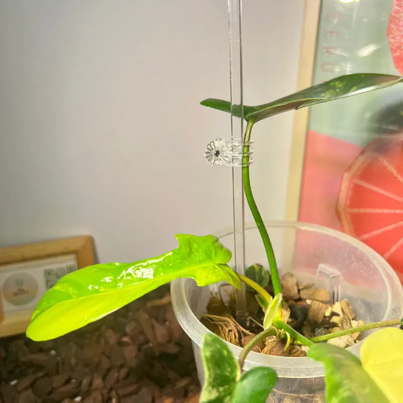 透明固定棒-商品特點評價 (6)