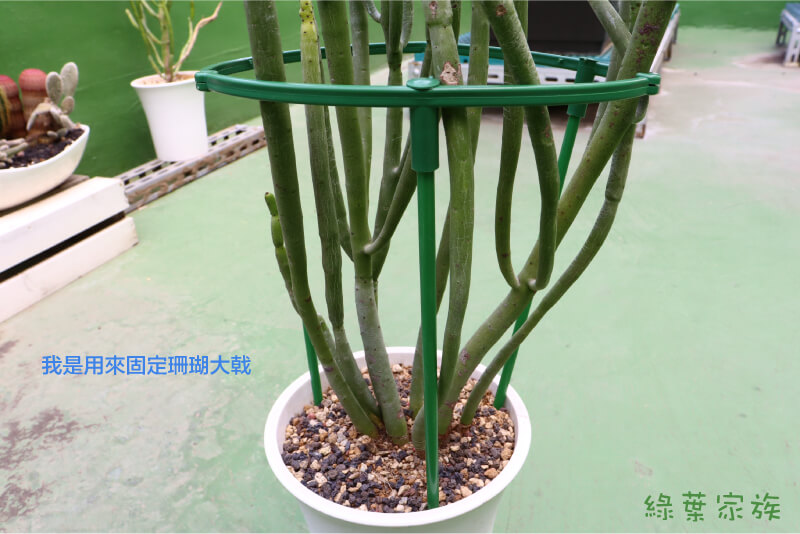 讓植物不再歪掉，10 款常見固定支架推薦【實際安裝】