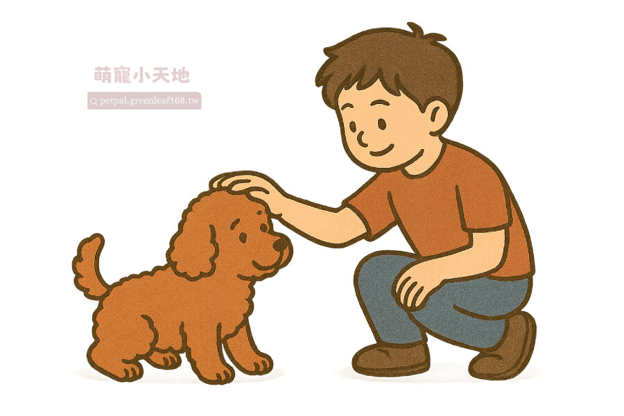 紅貴賓好養嗎?狗狗智商排名裡面,紅貴賓排第二,只輸給邊境牧羊犬。