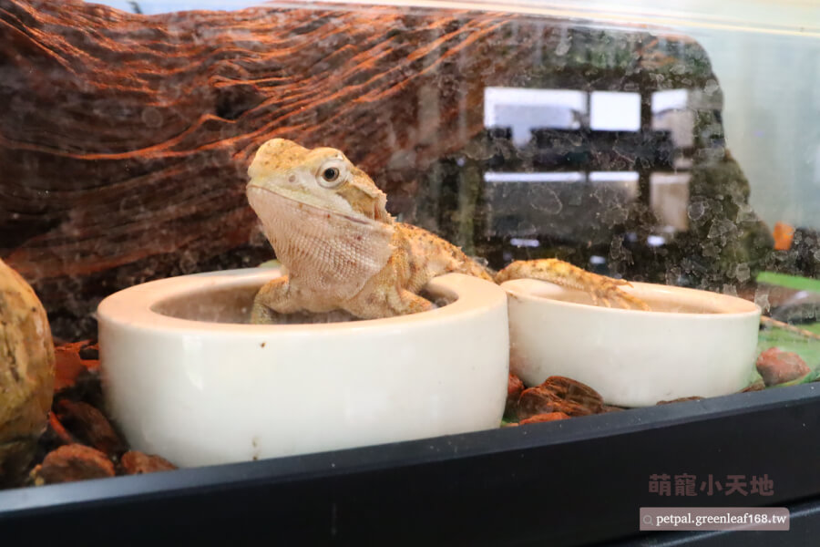 侏儒鬃獅蜥成體的餵食技巧,有時我直接使用專用飼料給牠吃。