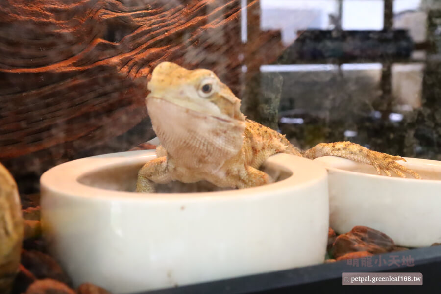 溫度調節技巧,侏儒鬃獅蜥成體,我的飼養箱分兩區,一邊是熱區,溫度維持在32~35度,另一邊是涼區,大概25~28度。