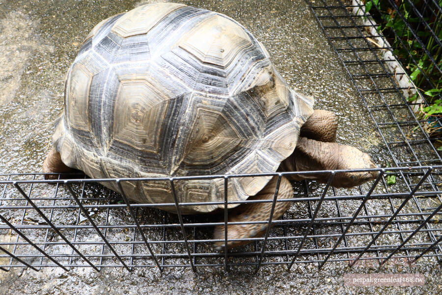 亞達伯拉象龜是標準草食動物。牠們在野外主要吃草、樹葉、木質植物的莖葉，偶爾會吃一些腐肉補充蛋白質，亞達伯拉象龜飼養日常飲食