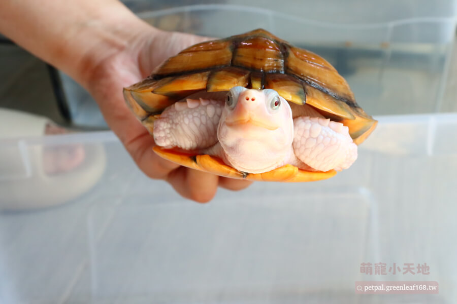焦糖變異巴西龜飼養，外觀特色介紹，焦糖變異巴西龜最吸引人的就是那個特殊的背甲顏色