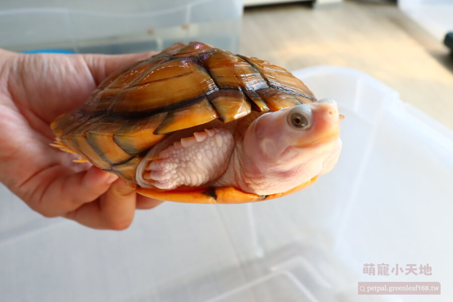 焦糖變異巴西龜飼養空間怎麼設置，陸地的部分要放一個平台讓牠們爬上去曬太陽休息。