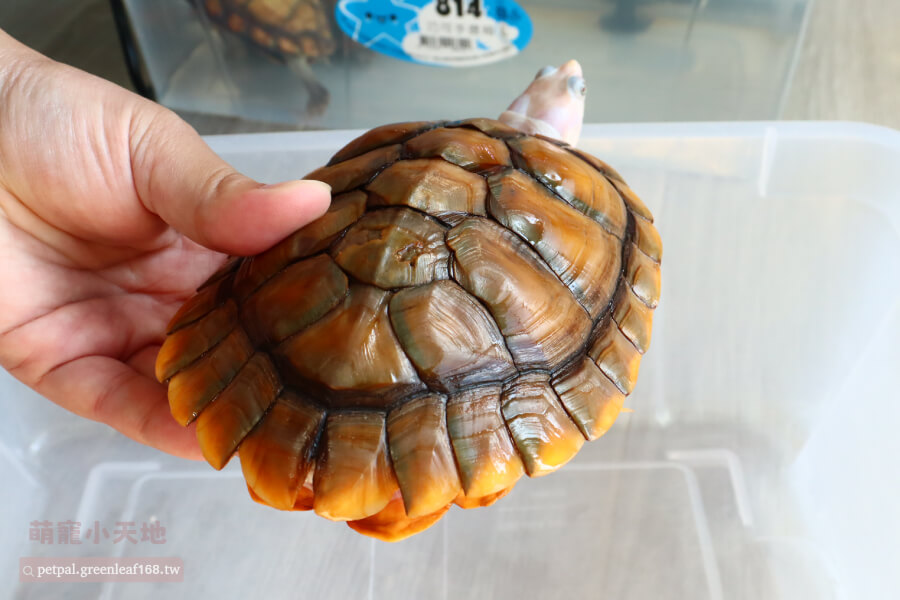 焦糖變異巴西龜飼養日常照護心得，正常的龜看到人會游過來討食，如果突然變得很安靜或是眼睛有分泌物，就要特別注意了。