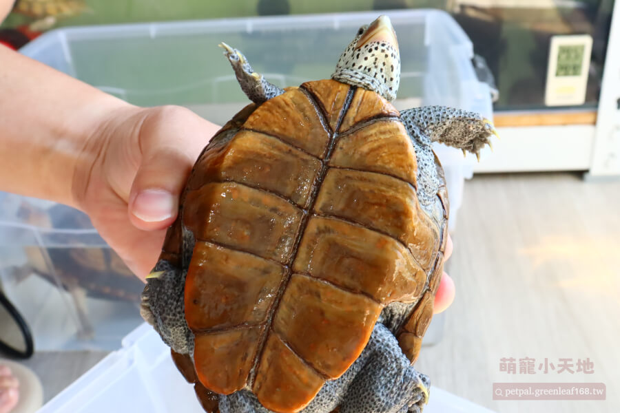 常見飼養問題，養卡羅萊納鑽紋龜最常遇到的問題就是水質管理