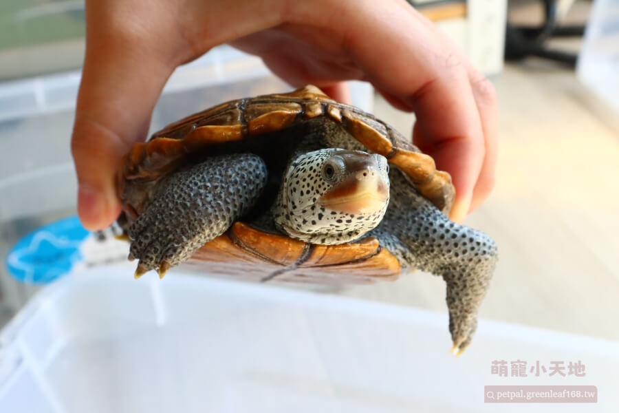 卡羅萊納鑽紋龜飼養，養卡羅萊納鑽紋龜需要準備的東西不算多，魚缸至少要60公分以上，因為牠們很愛游泳。