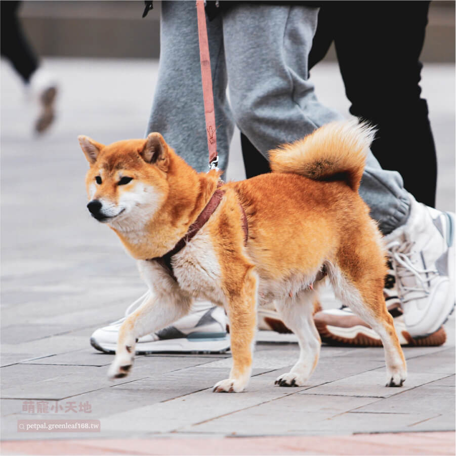 柴犬要洗澡嗎？什麼情況要馬上洗澡？不用等到時間到才洗！如果柴犬身上有奇怪味道、毛髮油膩膩的