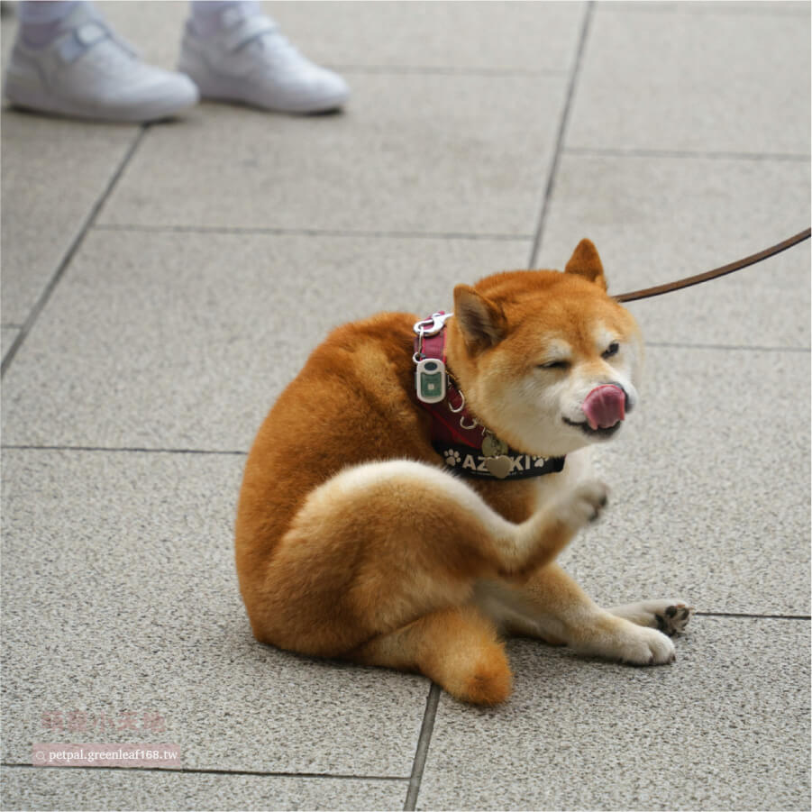 柴犬要洗澡嗎？特殊狀況要調整。