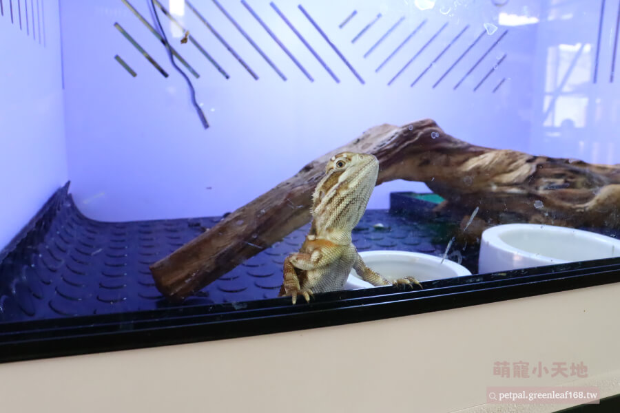 健康的蜥蜴眼睛亮、皮膚有光澤、大便成形。