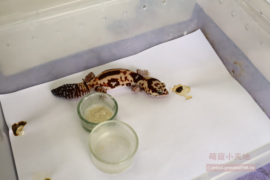 我自己飼養心得，肥尾守宮飼養