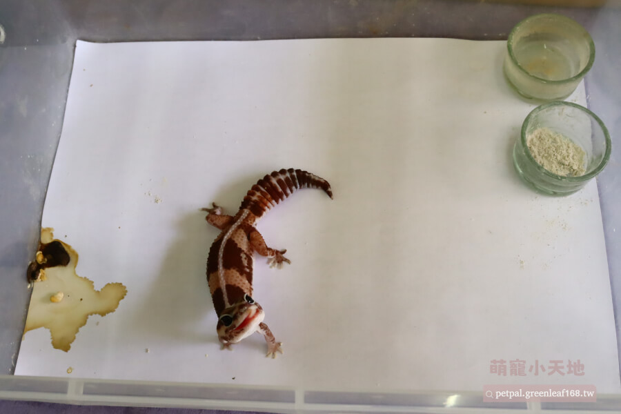 肥尾守宮飼養需要什麼條件，肥尾守宮飼養溫度要控制在26~32度之間