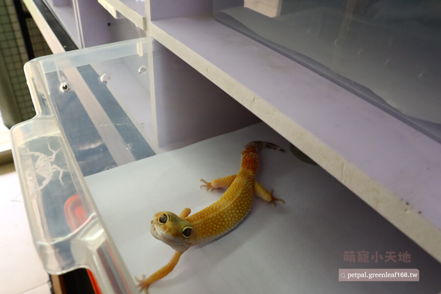 準備肥尾守宮飼養設備，長度及寬度最好是守宮身長2到3倍，讓牠們有足夠空間活動。