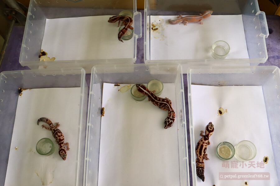 肥尾守宮水盆的挑選方式，水盆我建議用塑膠或陶瓷材質容器，底部要穩。