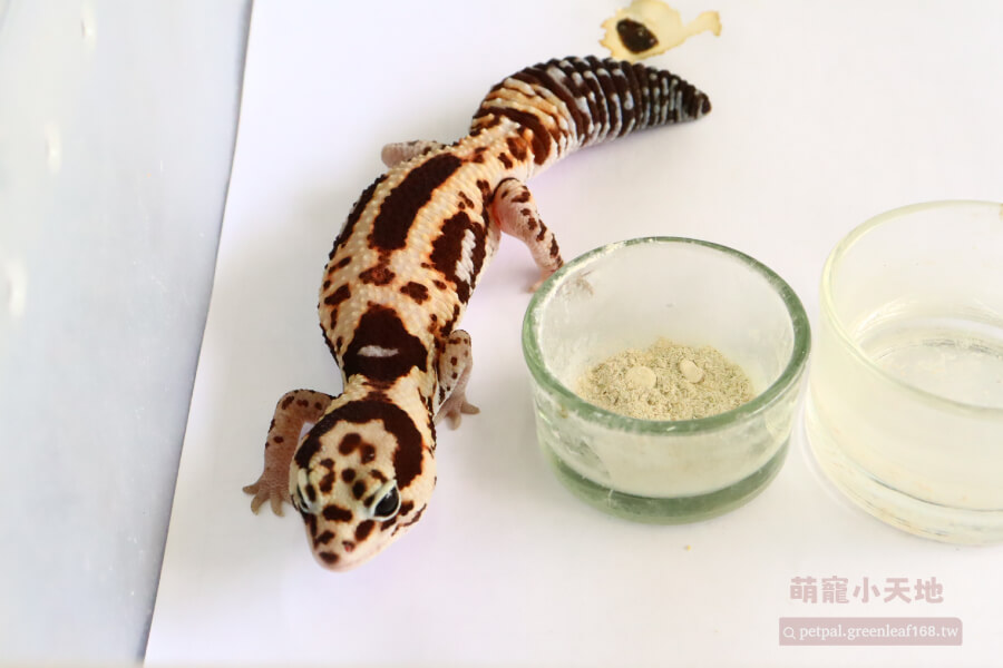 加溫設備怎麼用，肥尾守宮，把加溫墊放在箱子底部，大概佔三分之一面積就好