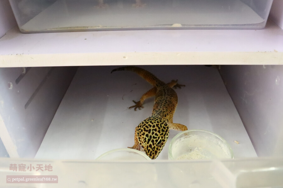 肥尾守宮飼養，躲避屋該怎麼選，塑膠守宮屋或陶瓷守宮屋都不錯