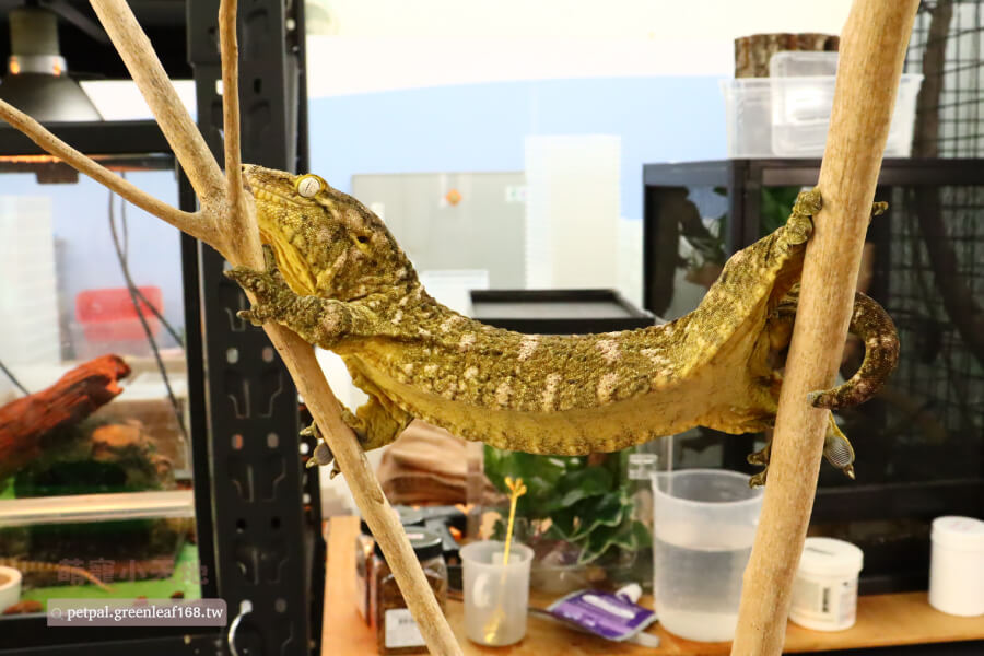 巨人守宮主島怎麼養? 每天晚上我都會噴水,但不是亂噴,主要噴在玻璃壁跟植物葉子上,濕度控制小技巧