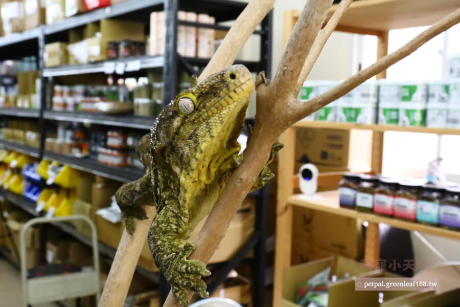 巨人守宮主島怎麼養?,餵食方法與營養補充