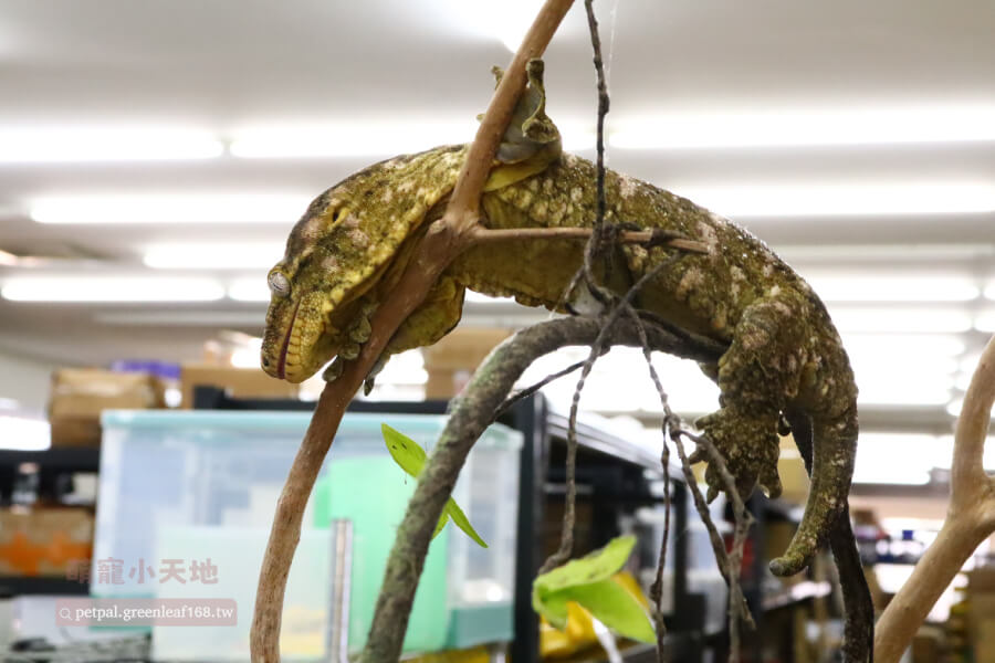 日常照護與健康管理,巨人守宮主島算好養的爬蟲,但有些地方要注意。