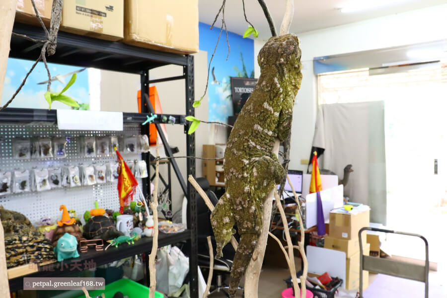 繁殖配對注意事項,如果想繁殖巨人守宮主島,要先分辨公母。