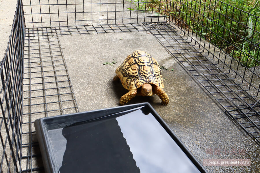 豹龜怎麼飼養才不會養掛掉，我自己養三年多，覺得豹龜對新手來說有難度。養得健康漂亮要花心思。