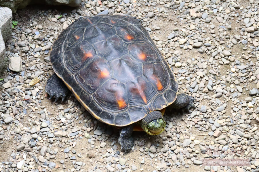 飼養箱找個容器就好，班龜長尾龜怎麼養？
