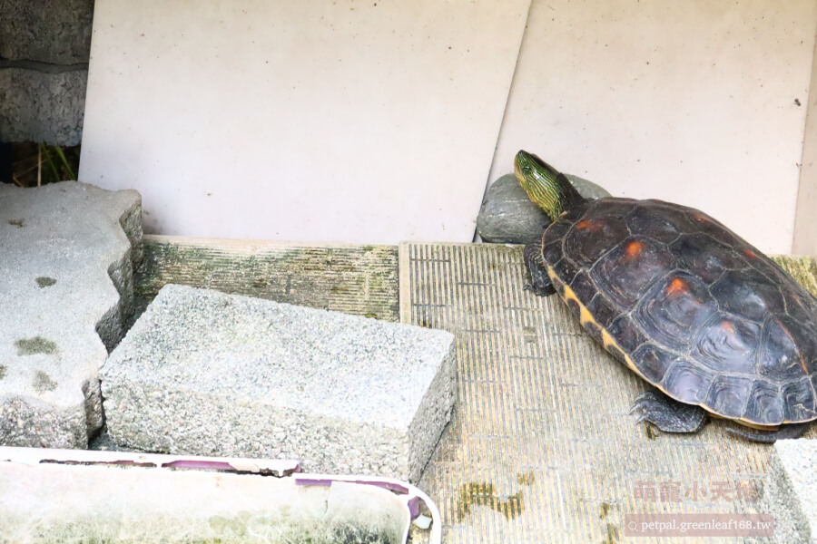 班龜長尾龜怎麼養餵食，小龜要吃肉才長得快，飼料配小魚小蝦就可。