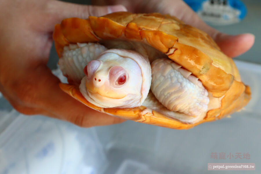 粉雪變異巴西龜飼養,溫度設備選擇,曬台上面我裝了保溫燈,讓烏龜可以調節自己的體溫