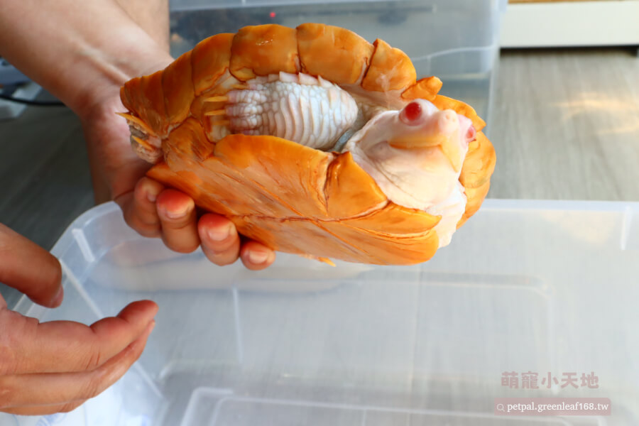 粉雪變異巴西龜飼養,餵食經驗分享,我會餵小魚干、蝦米、菜葉這些,食物大小要適合牠的嘴巴,太大會噎到。
