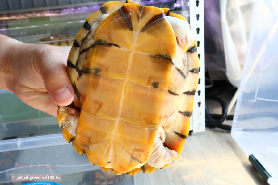 紅面蛋龜好養嗎?基本設備準備,缸子要夠大,「至少要龜身長的四到五倍」才不會讓牠們感覺太擠。