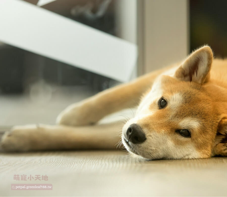 柴犬換毛期可以洗澡嗎？可以！但頻率要控制好。