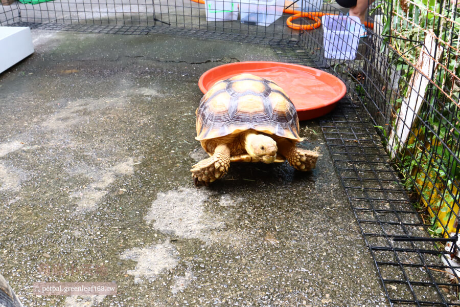 蘇卡達象龜飼養環境設置，幼體時期可能只需要一個大整理箱，但隨著體型增長，最好能提供室外空間或至少2坪以上的室內區域。