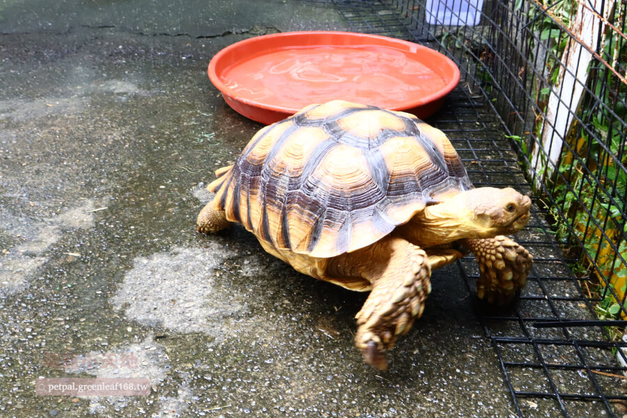 飼養空間大小怎麼拿捏，幼體蘇卡達大概5-10公分，用60公分的飼養箱。