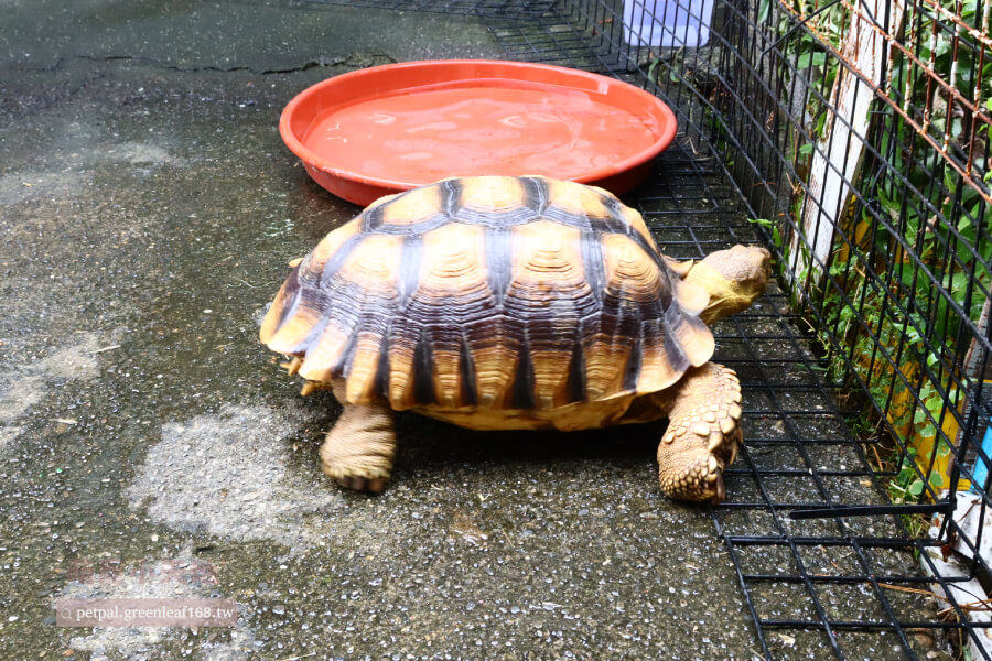 蘇卡達象龜飼養方法中的光照管理，牠們需要UVB來合成維生素D3才能吸收鈣質。