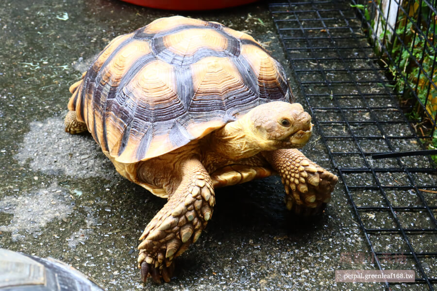 蘇卡達象龜飼養方法水分補充，蘇卡達來自乾燥地區，但水分補充不能少。