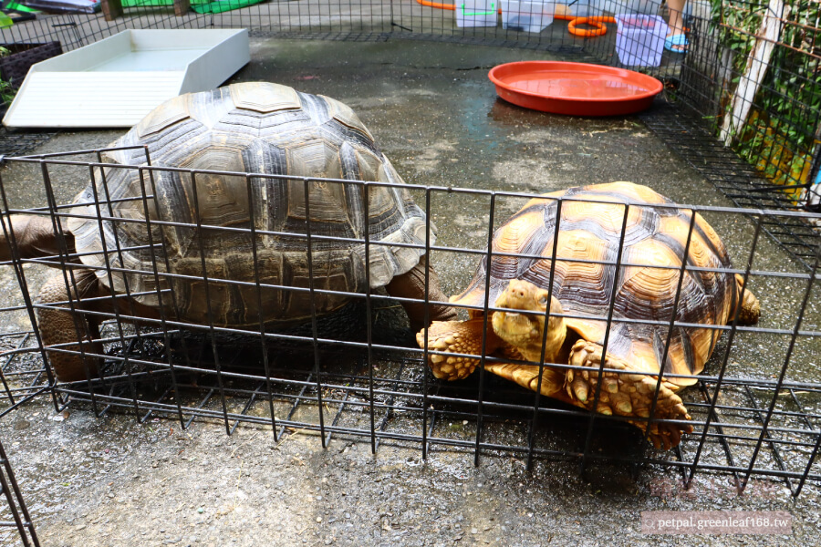 蘇卡達象龜飼養方法飲食規劃，蘇卡達完全草食性陸龜，「主食應該以高纖維低蛋白牧草為主」。