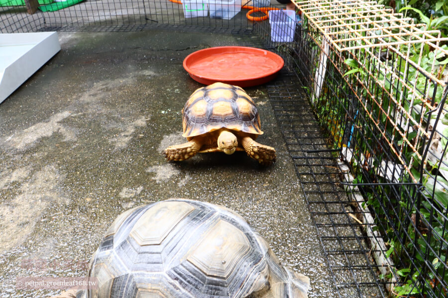 蘇卡達象龜飼養方法，鈣質跟維生素補充，鈣粉是必備營養補充品，每週要撒2-3次在食物上讓蘇卡達吃下去。