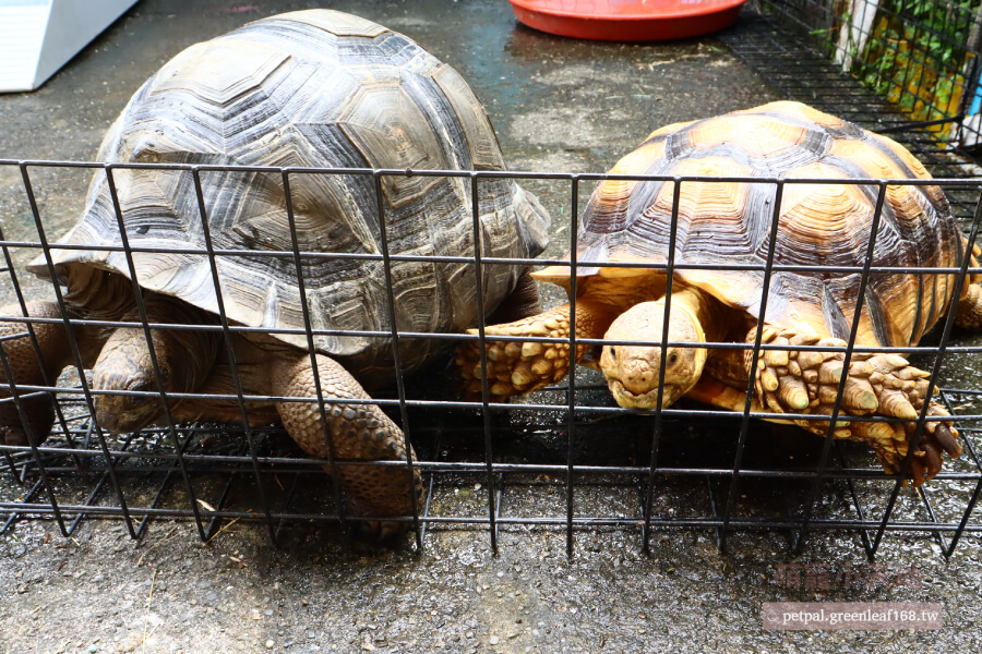 蘇卡達象龜飼養方法常見問題，蘇卡達要養多久才會長大、需要每天泡水嗎、蘇卡達不能吃什麼、蘇卡達象龜飼養方法的健康照護、隆背問題怎麼預防