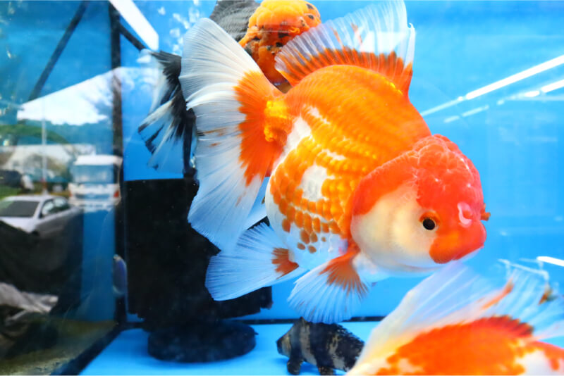 泰獅金魚是泰國魚場改良的獅子頭金魚