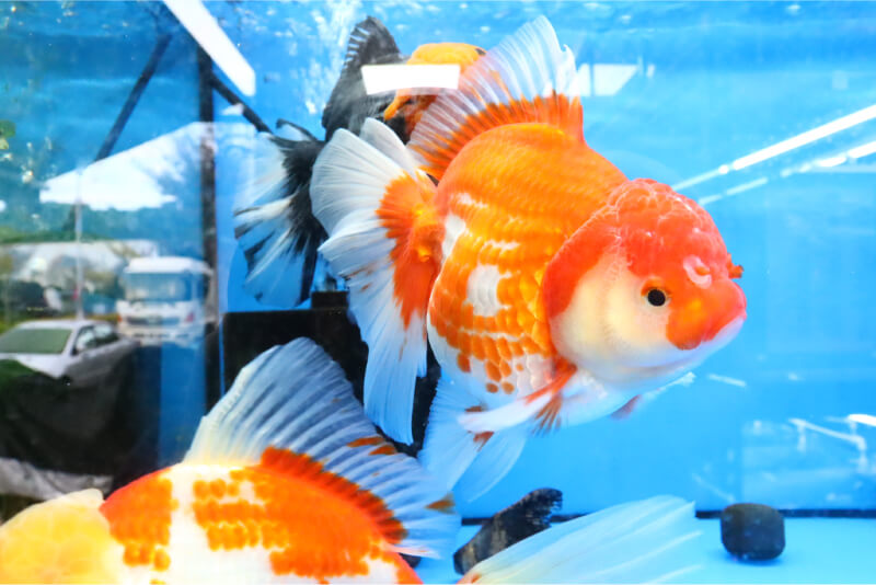 泰獅金魚好養嗎，換水餵食做到就養得起來