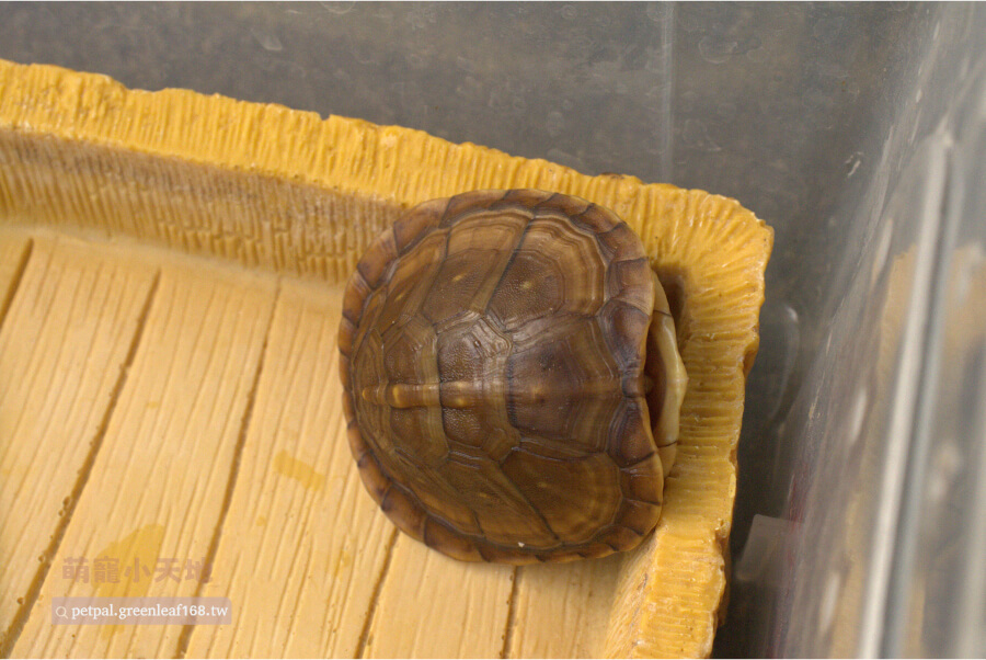 三趾箱龜飼養的繁殖知識，三趾箱龜約4-5歲達到性成熟，春季是主要繁殖期。