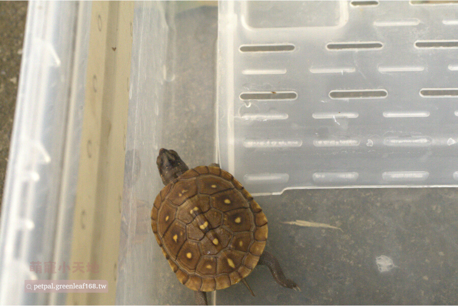 常見疾病預防，三趾箱龜飼養過程容易出現幾種健康問題。