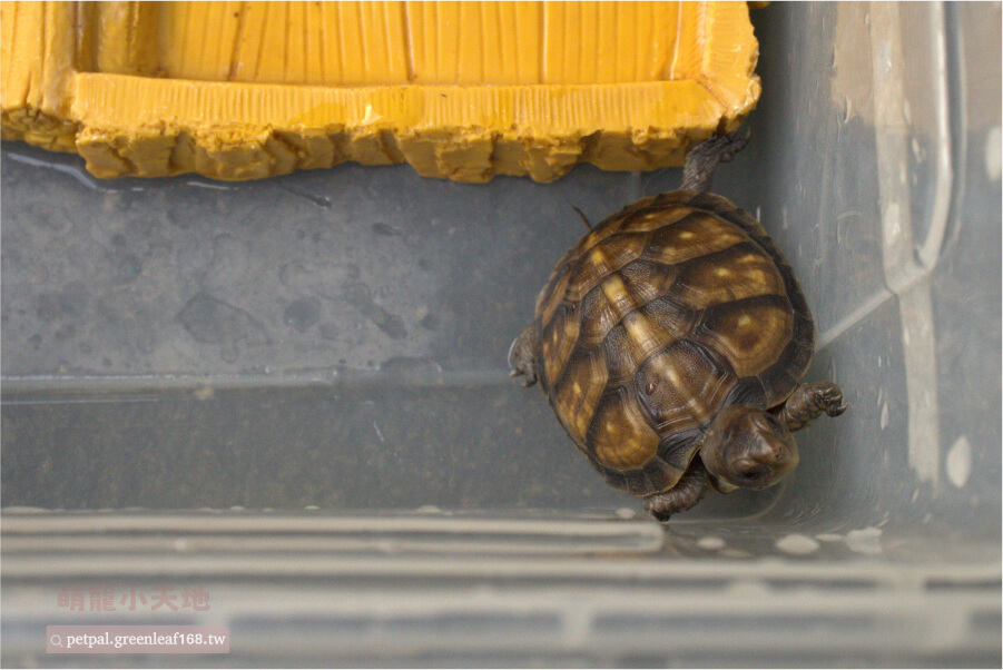 三趾箱龜飼養教學，水果當點心少量給予，避免糖分過高。「幼龜每天餵食，成龜隔天餵食一次」。
