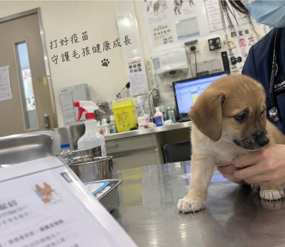 幼犬在動物醫院接受疫苗接種