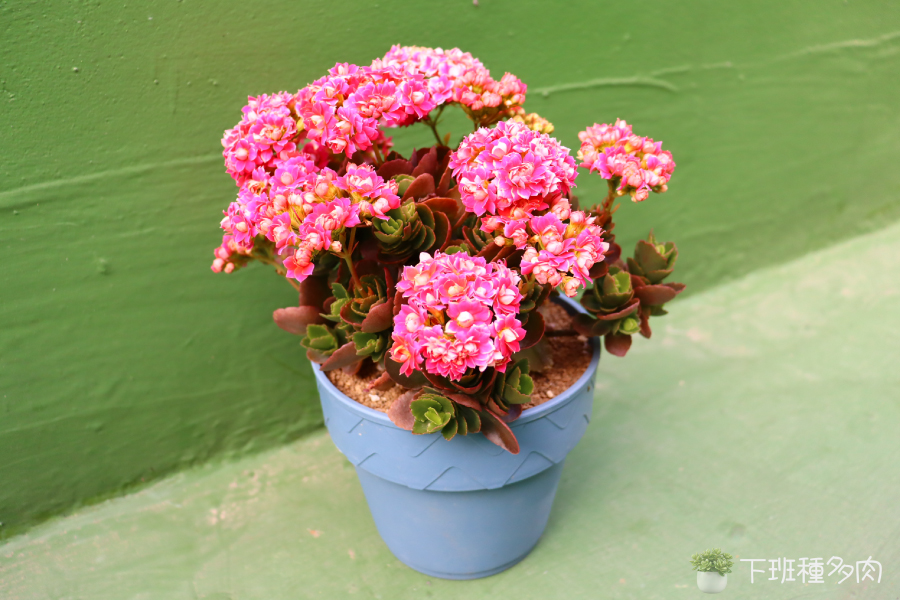 認識長壽花的特性，花色從鮮紅、粉紅到明黃，十分豐富。