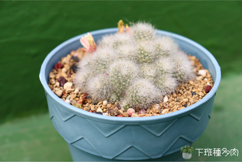 白寶丸基本資料,學名為Rebutia albiflora