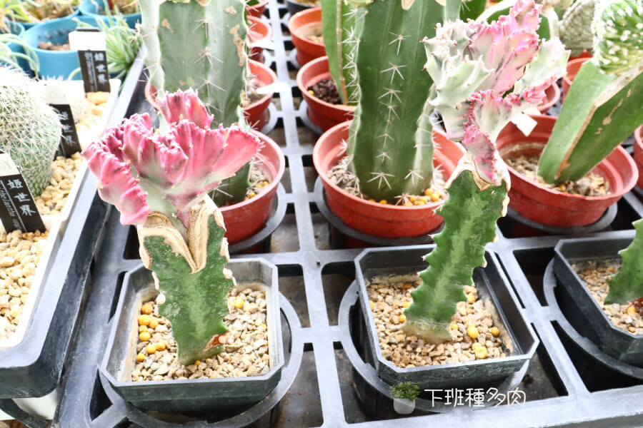 白帝錦綴化照顧名,栽培方法與實用技巧 白帝錦綴化照顧名,栽培方法與實用技巧